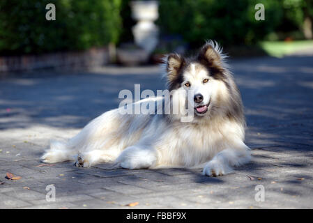 Lange Haare Alaskan Malamute spricht durch seine Augen Stockfoto