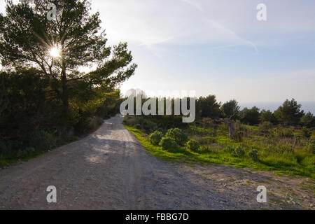 Blick vor magischen, mystischen Insel Es Vedra und Baum mit Sonne durch Wintersonnenwende Sonnenuntergang, Ibiza, Balea Stockfoto