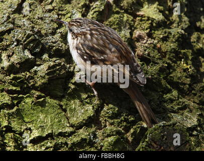 Schlangenadler Waldbaumläufer (Certhia Brachydactyla) klettern auf einen Baum und das suchen nach kleinen Insekten Stockfoto