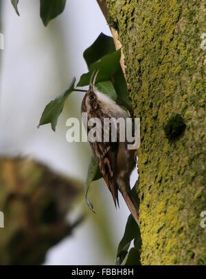 Schlangenadler Waldbaumläufer (Certhia Brachydactyla) klettern auf einen Baum und das suchen nach kleinen Insekten Stockfoto