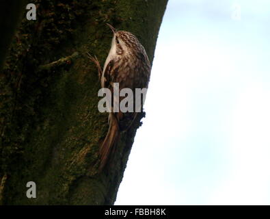 Schlangenadler Waldbaumläufer (Certhia Brachydactyla) klettern auf einen Baum und das suchen nach kleinen Insekten Stockfoto