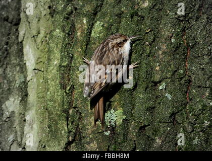 Schlangenadler Waldbaumläufer (Certhia Brachydactyla) klettern auf einen Baum und das suchen nach kleinen Insekten Stockfoto