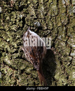 Schlangenadler Waldbaumläufer (Certhia Brachydactyla) klettern auf einen Baum und das suchen nach kleinen Insekten Stockfoto