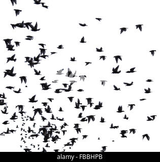 Eine Herde von Zugvögeln. Satz von schwarzen Silhouetten der Vögel fliegen in den Himmel. Isoliert auf weißem Hintergrund Stockfoto