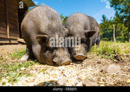 Schweine essen, Nahaufnahme Stockfoto