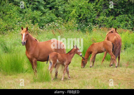 Pferd - Pferd 13 Stockfoto