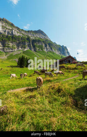 Grasende Kühe auf einer typischen alpinen Landschaft Stockfoto