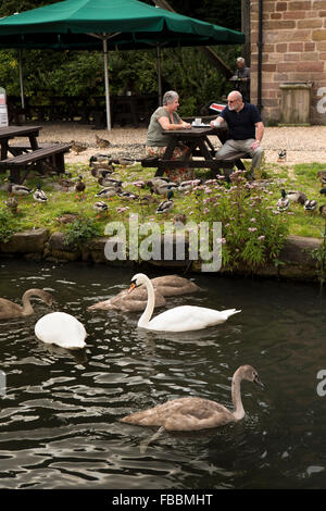 Großbritannien, England, Derbyshire, Cromford, Enten und Schwäne im Kanal am Cromford Wharf Stockfoto