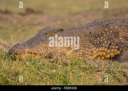 Nahaufnahme eines großen Nilkrokodil (Crocodylus niloticus) ruht auf einem Fluss, Chobe River, Chobe National Park, Botswana, Afrika Stockfoto