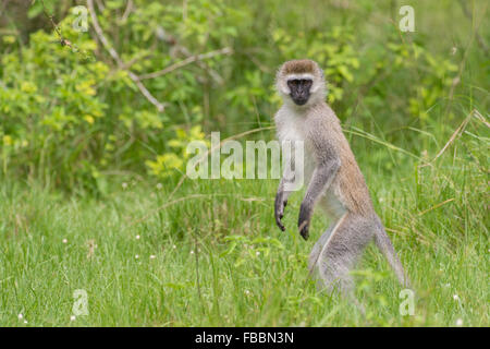 Vervet Affen, Lake Mburo National Park, Uganda Stockfoto