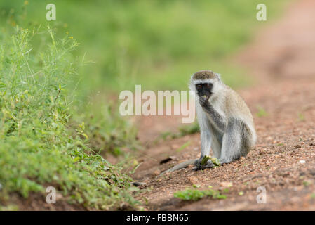 Vervet Affen, Lake Mburo National Park, Uganda Stockfoto