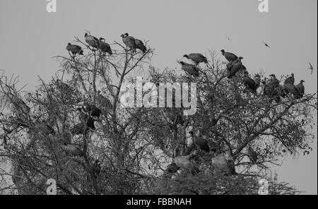 Eine Silhouette Herde (Ausschuss) der Afrikanischen weiß - gesichert und mit kapuze Geier hoch oben in einem Baum bei Sonnenuntergang thront, Chobe National Park, Botswana, Afrika Stockfoto