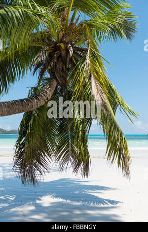 Kokospalme auf den Seychellen Stockfoto