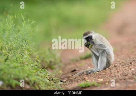 Vervet Affen, Lake Mburo National Park, Uganda Stockfoto