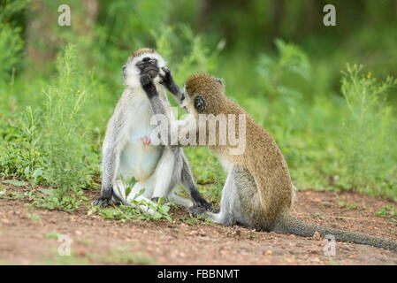 Vervet Affen, Lake Mburo National Park, Uganda Stockfoto