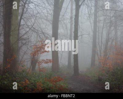 Neblig, Wald Szene im späten Herbst / frühen Winter. Stockfoto