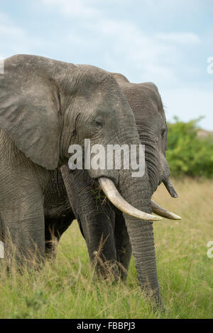 Zwei Elefanten in Queen Elizabeth National Park, Uganda Stockfoto