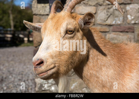 Ziegenbock Stockfoto