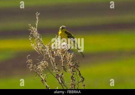 Schafstelze (Motacilla Flava) auf einem Ast Stockfoto