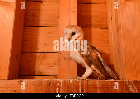 Schleiereule / Schleiereule (Tyto Alba), in einem hölzernen Dachstuhl einer Kirche, junger Vogel, Seitenansicht, Tierwelt, Deutschland. Stockfoto