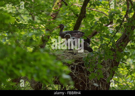 Die Jungvögel der Schwarzstorch (Ciconia Nigra) steht in ihrer versteckten Horst / verschachteln, hoch oben in einem alten Baum Essen warten. Stockfoto