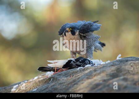 Wanderfalke / Wanderfalke ( Falco peregrinus ) fressen Beutefresser, in natürlicher Umgebung, schütteln die Federn ab, Europa. Stockfoto