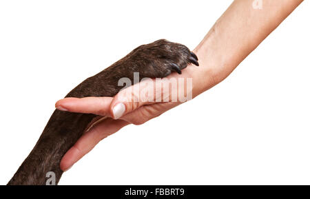 Hundepfote und menschliche Hand tun einen Händedruck Stockfoto