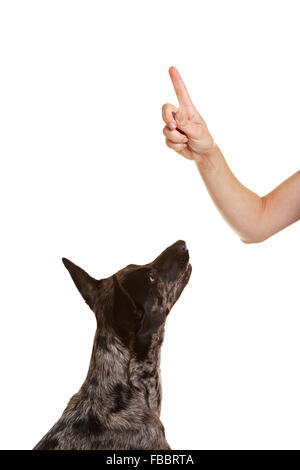 Hund lernen tricks auf Zeigefinger Stockfoto