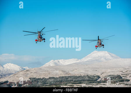 Zwei Sea King Hubschrauber von HMS Gannet in Prestwick fliegen in der Nähe von Ben Lomond (Hügel auf RHS des Bildes) an einem Wintertag Stockfoto