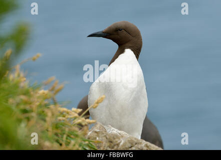 Guillemot oder Common Murre - Uria Aalge auf Klippe Stockfoto