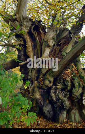 Tortworth Kastanie - Castanea Sativa über 800 Jahre alt bestimmt einer der fünfzig große britische Bäume Stockfoto