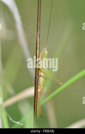 Lange-winged Kegel-Kopf - verfärben Conocephalus Cricket auf Grass Stamm Stockfoto