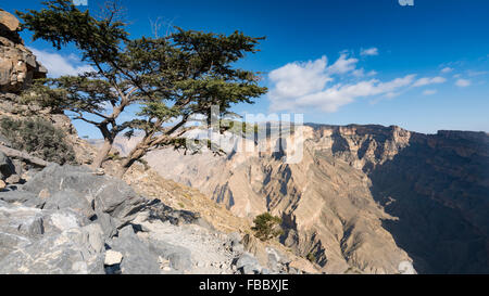 Ansicht des Canyon im Wadi Nakhr, auf der Jebel Shams in westlichen Hajar-Gebirge von Oman Stockfoto