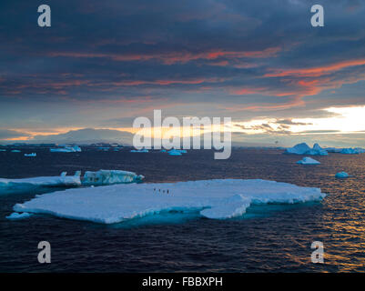 Eisberg Sonnenaufgang, antarktische Halbinsel Stockfoto