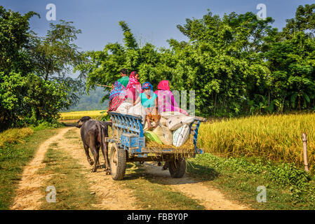 CHITWAN, NEPAL - 24. Oktober 2015: Nepalesen unterwegs einen Holzkarren mit ein paar Bullen verbunden. Traditionelles Dorf Stockfoto