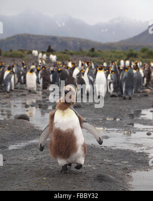 Juvenile König Pinguin, Salisbury Plain Süd-Georgien Stockfoto