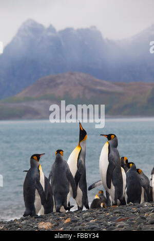 Königspinguine am Strand, Salisbury Plain Süd-Georgien Stockfoto
