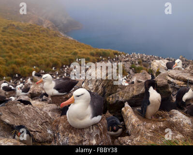 Schwarzen browed Albatross und Rockhopper Pinguin-Kolonie, Falkland-Inseln Stockfoto