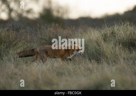 Rotfuchs / Rotfuchs (Vulpes Vulpes) in weichen Hintergrundbeleuchtung schleicht durch hohen Rasen, auf der Suche nach Mäusen, leckte ihre Zunge. Stockfoto