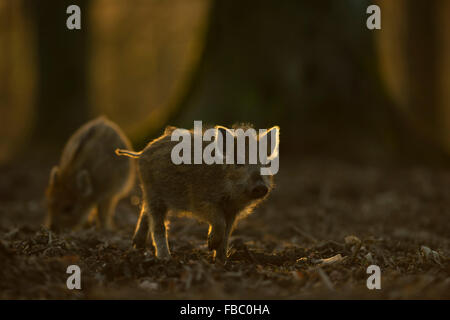 Ferkel des wilden Ebers / wilde Schwein / pig Feral / Wildschwein (Sus Scrofa) auf der Suche nach Nahrung unter Bäumen, Hintergrundbeleuchtung Situation. Stockfoto