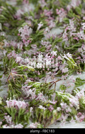 Gemeinsamen Baldrian, Blüten, Blumen, Baldrian-Blüten, Echter Baldrian, Baldrianblüten, Valeriana Officinalis Stockfoto