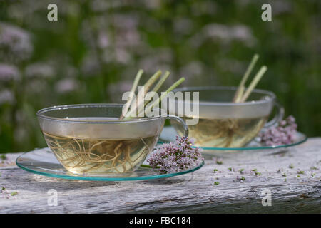 Gemeinsamen Baldrian, Kräutertee, Kräuter-Tee, Kräutertee, Heiltee, Echter Baldrian, Baldriantee, Baldrianblüten, Valeriana officinalis Stockfoto