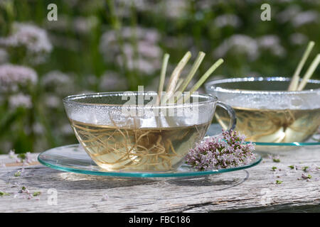 Gemeinsamen Baldrian, Kräutertee, Kräuter-Tee, Kräutertee, Heiltee, Echter Baldrian, Baldriantee, Baldrianblüten, Valeriana officinalis Stockfoto
