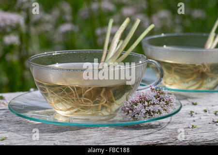 Gemeinsamen Baldrian, Kräutertee, Kräuter-Tee, Kräutertee, Heiltee, Echter Baldrian, Baldriantee, Baldrianblüten, Valeriana officinalis Stockfoto