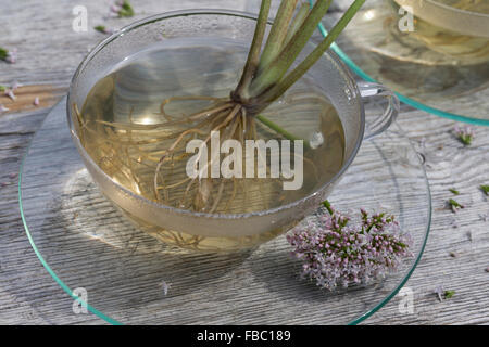 Gemeinsamen Baldrian, Kräutertee, Kräuter-Tee, Kräutertee, Heiltee, Echter Baldrian, Baldriantee, Baldrianblüten, Valeriana officinalis Stockfoto