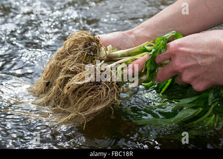 Gemeinsamen Baldrian, Wurzel, Wurzeln, Baldrianwurzeln, Echter Baldrian, Wurzel, Wurzeln, Baldrian-Wurzeln, Valeriana officinalis Stockfoto