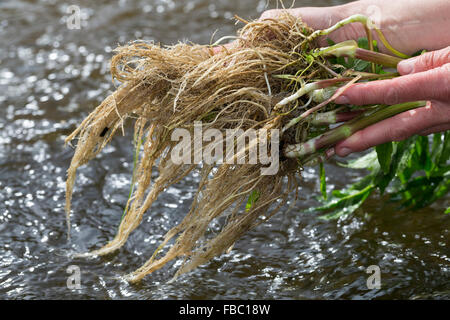 Gemeinsamen Baldrian, Wurzel, Wurzeln, Baldrianwurzeln, Echter Baldrian, Wurzel, Wurzeln, Baldrian-Wurzeln, Valeriana officinalis Stockfoto