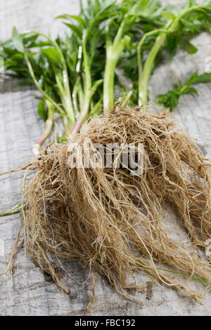 Gemeinsamen Baldrian, Wurzel, Wurzeln, Baldrianwurzeln, Echter Baldrian, Wurzel, Wurzeln, Baldrian-Wurzeln, Valeriana officinalis Stockfoto