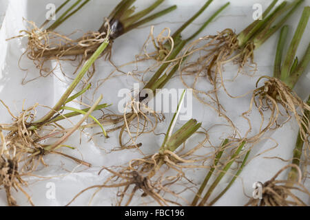 Gemeinsamen Baldrian, Wurzel, Wurzeln, Baldrianwurzeln, Echter Baldrian, Wurzel, Wurzeln, Baldrian-Wurzeln, Valeriana officinalis Stockfoto