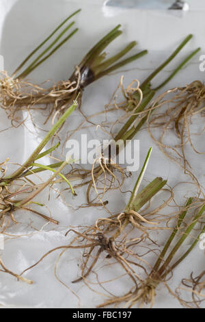 Gemeinsamen Baldrian, Wurzel, Wurzeln, Baldrianwurzeln, Echter Baldrian, Wurzel, Wurzeln, Baldrian-Wurzeln, Valeriana officinalis Stockfoto